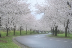 桜並木