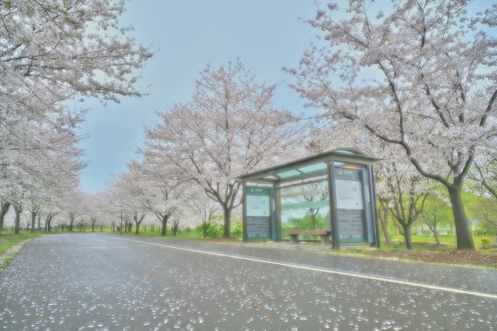 バス停と桜並木