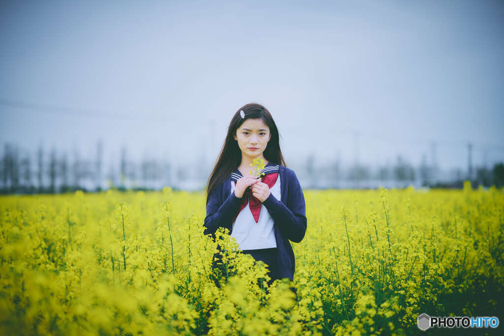 一面の菜の花