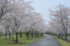 桜並木