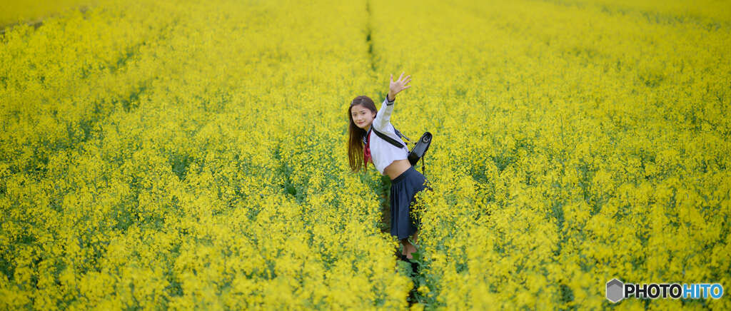 一面の菜の花