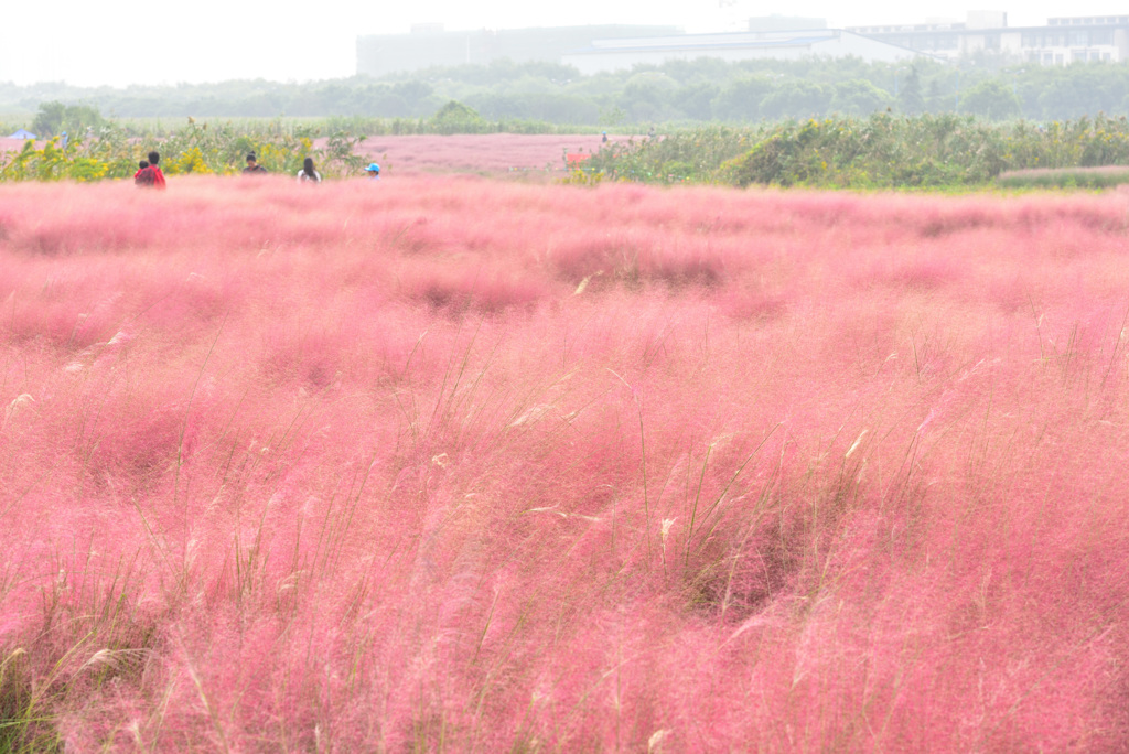 ピンク色の野原
