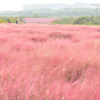 ピンク色の野原