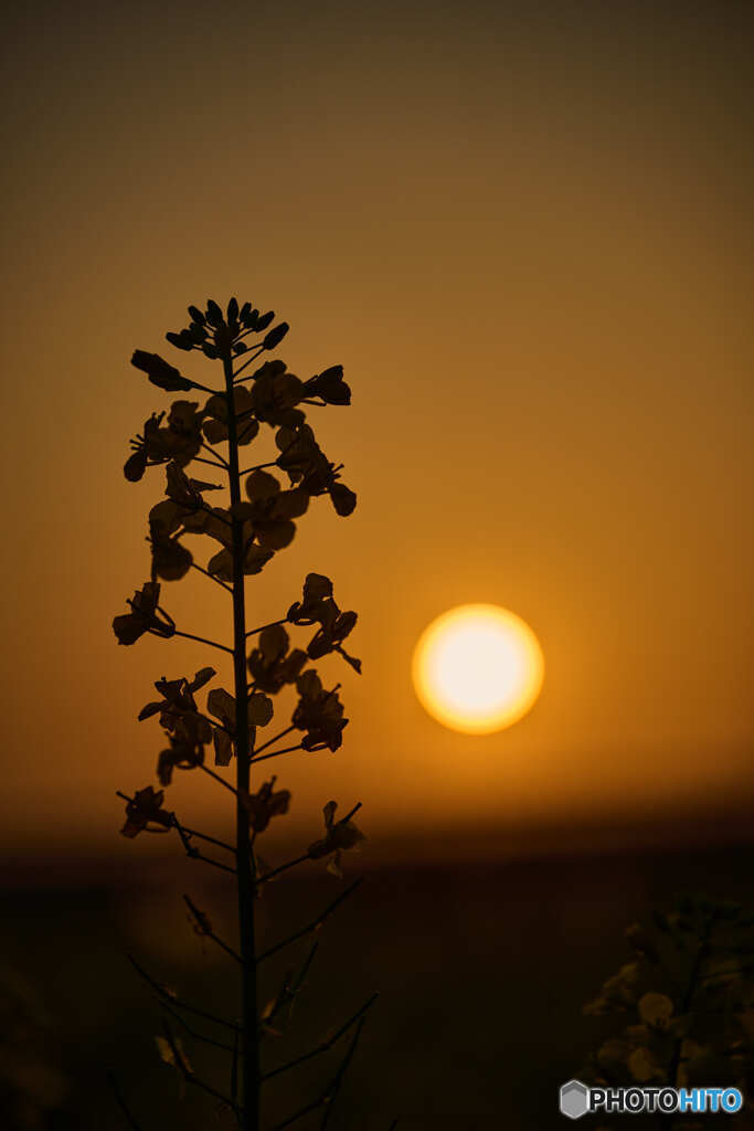 油菜