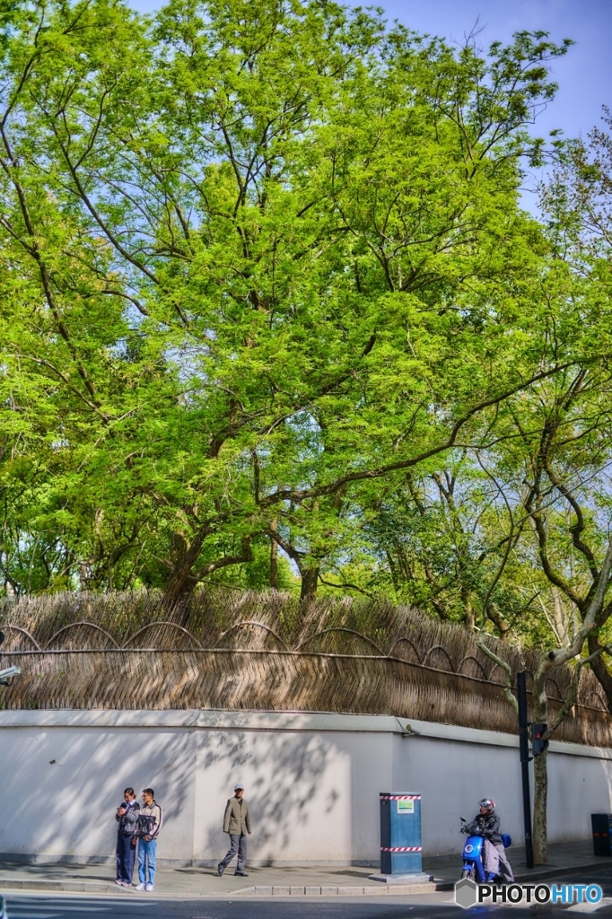 新緑の季節