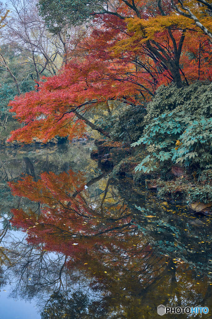 晩秋の水辺