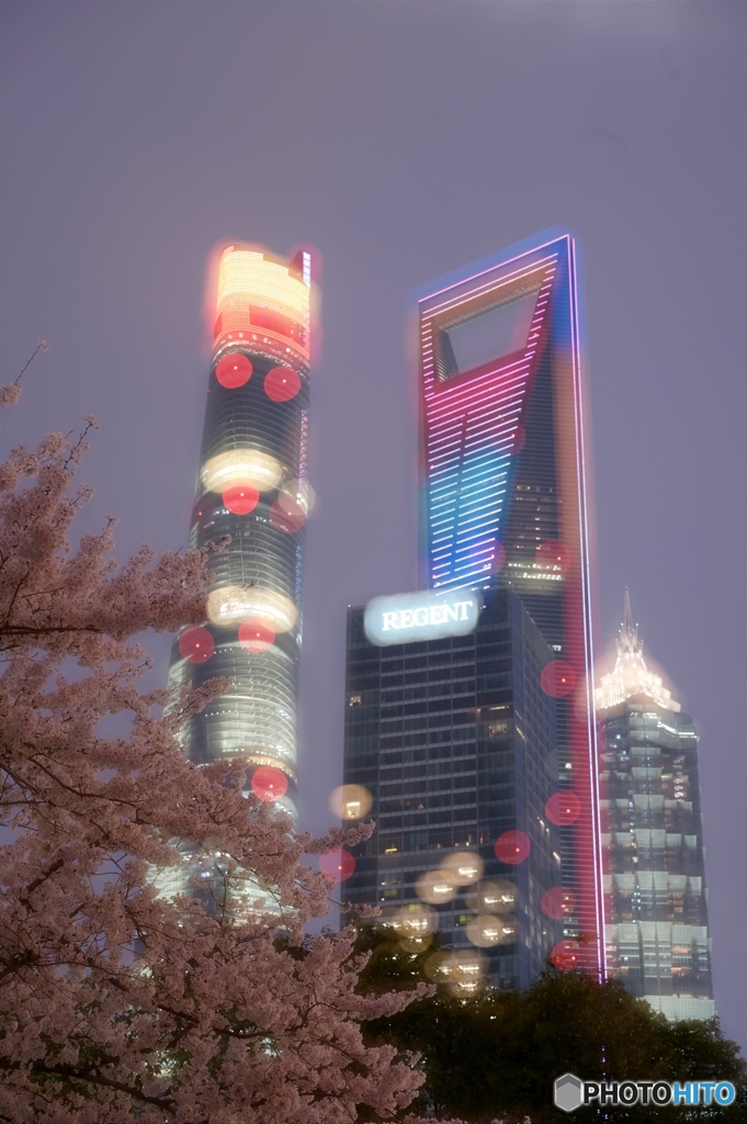 夜桜