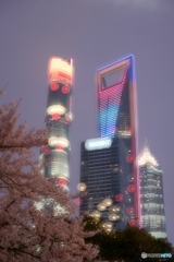 夜桜