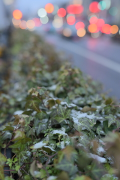 上海も薄っすら雪化粧