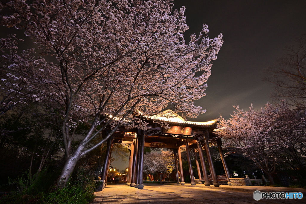 夜桜