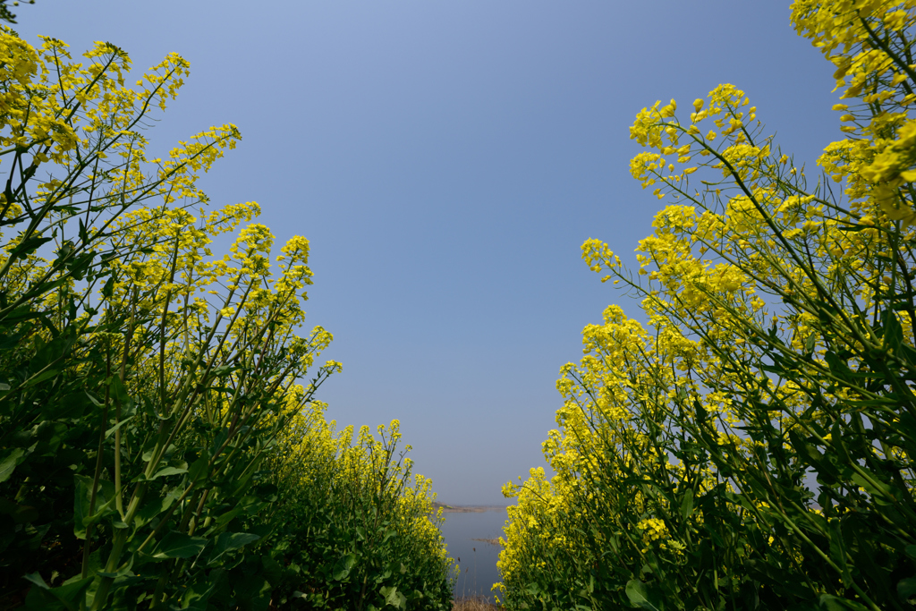 菜の花