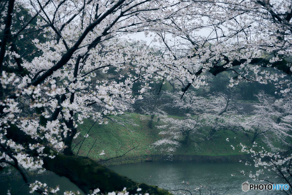 千鳥ヶ淵