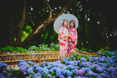 アジサイと浴衣美人