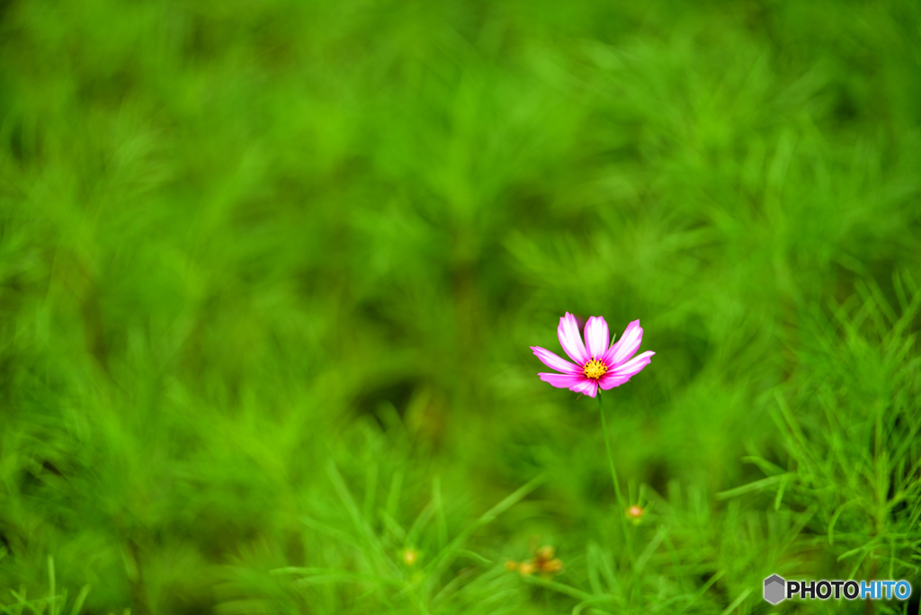 秋桜