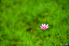 秋桜