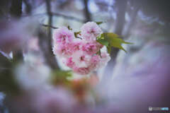八重桜