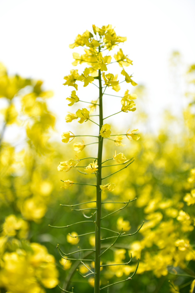 菜の花