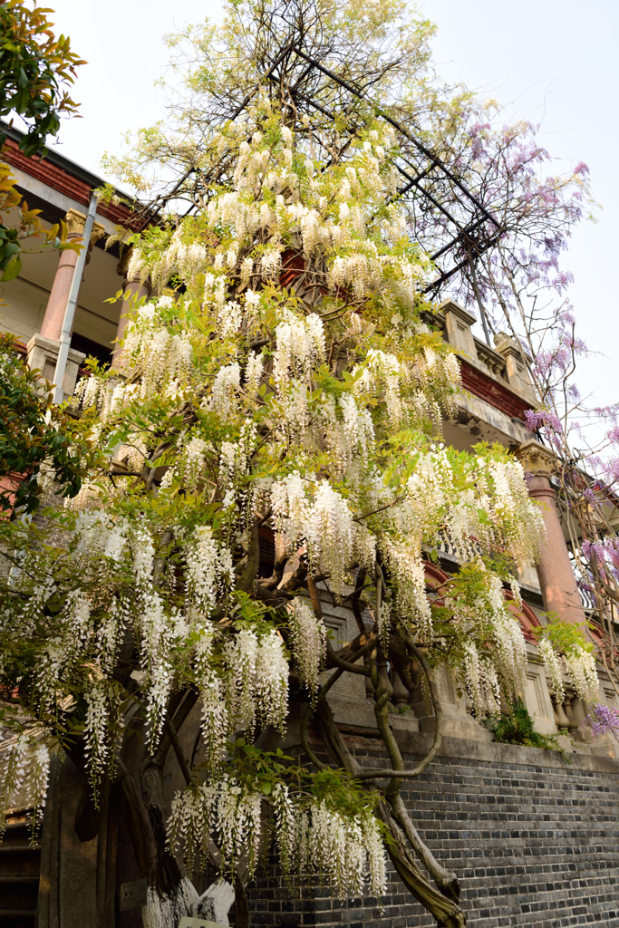 藤の花