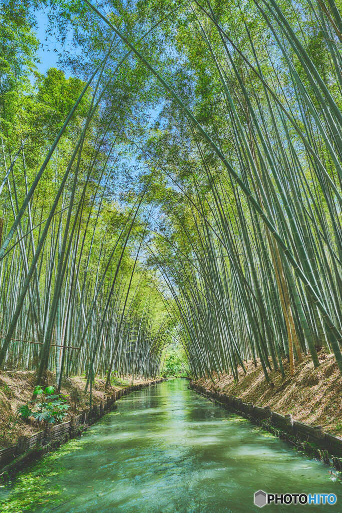 竹林