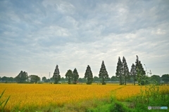 秋の田園風景