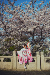 和服美人と桜