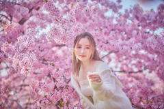満開の桜