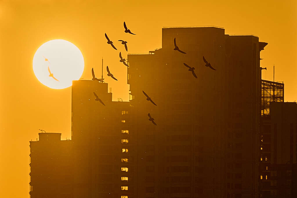 夕方の空を飛ぶハト