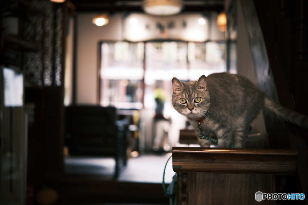 猫カフェの住猫