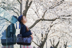 満開の桜