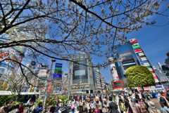 渋谷の春