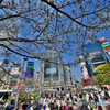 渋谷の春