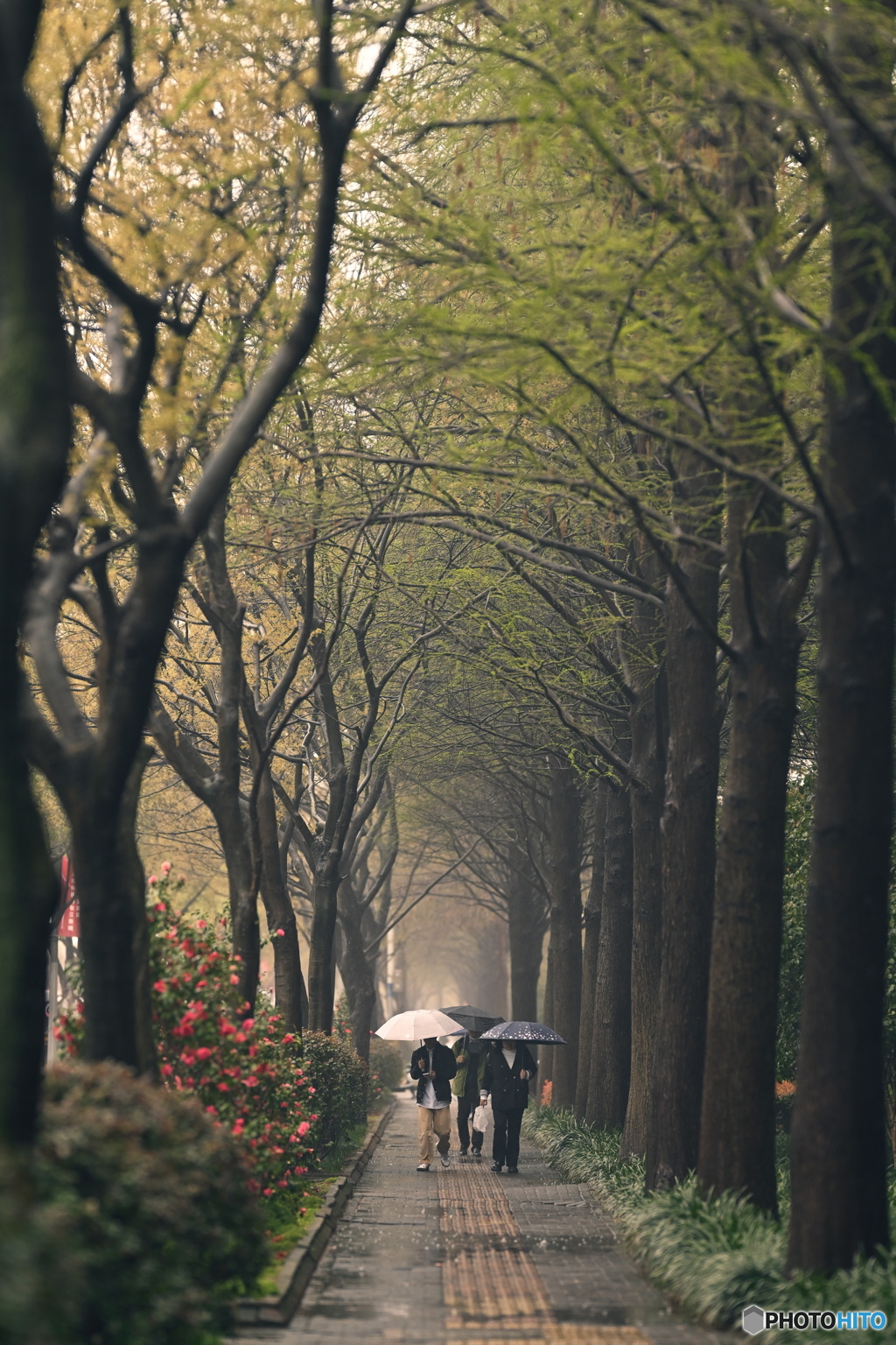 春の雨