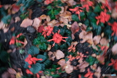 足下の秋