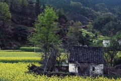 菜の花畑に建つ小屋