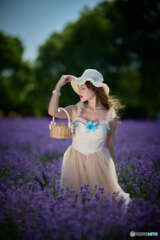 Lavender