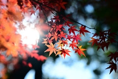 紅葉