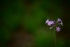 一本の花
