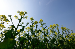 菜の花と空