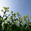 菜の花と空