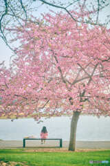河津桜