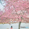 河津桜