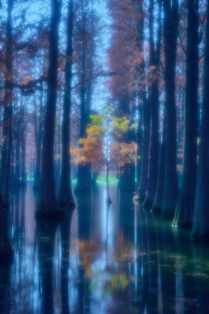 水杉