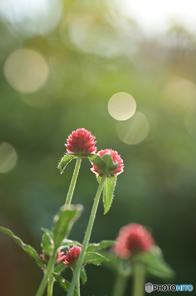 千日紅　朝の輝き