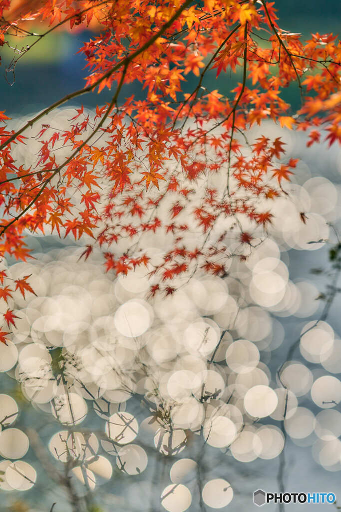 紅葉と水面の輝き