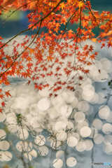 紅葉と水面の輝き
