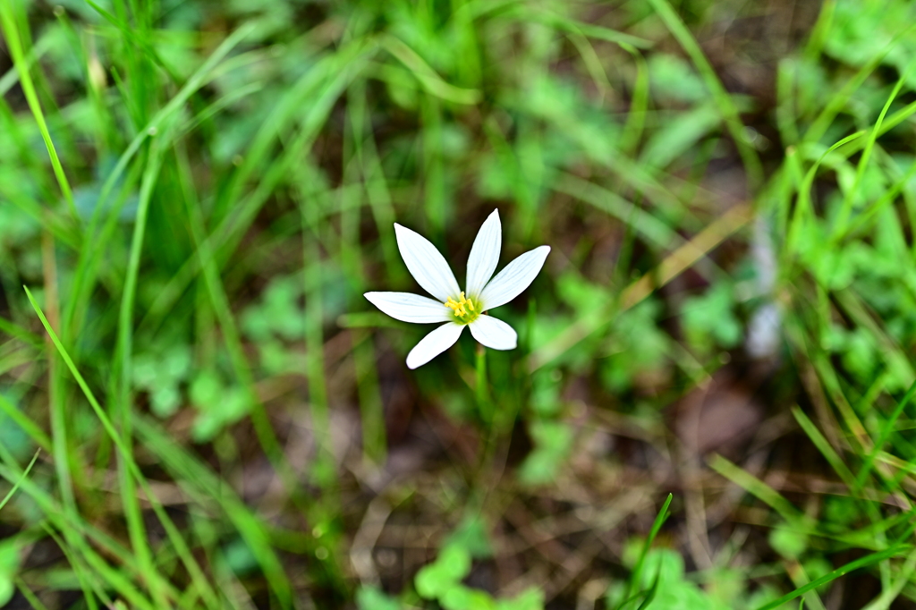 道端に咲く花