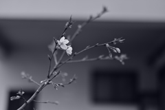 植えて6年、ようやく咲きました