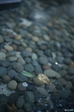 最後の最後に初氷