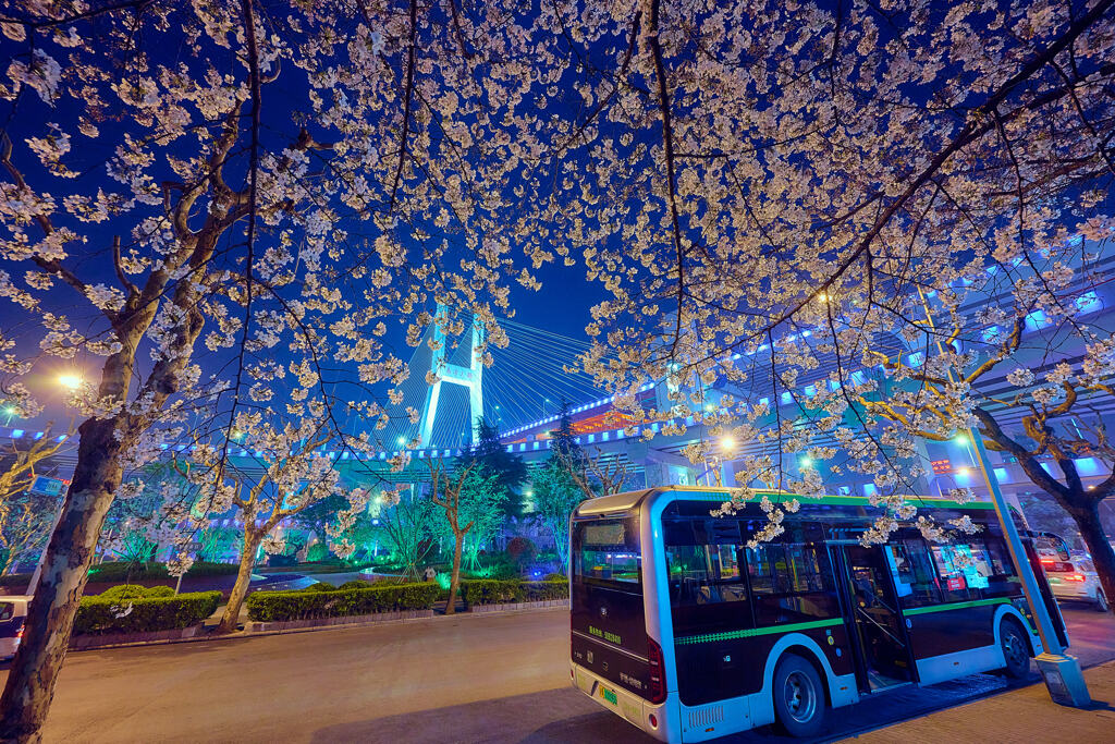 大橋と桜