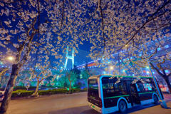 大橋と桜